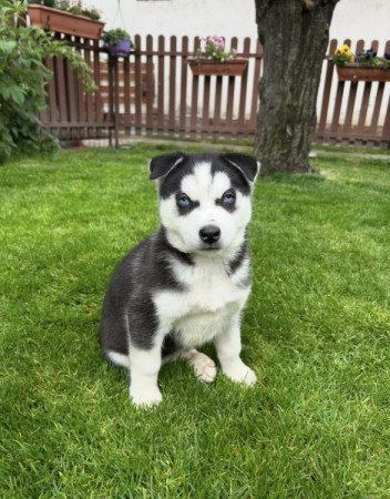Husky