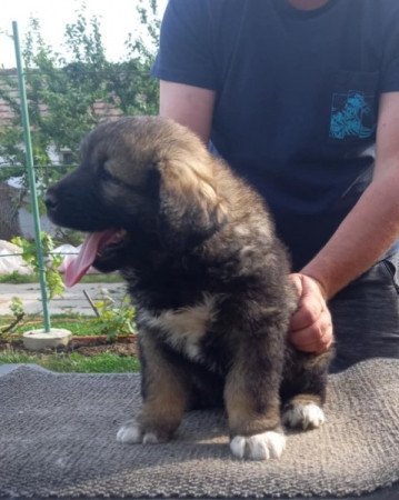 Kaukázusi juhászkutya