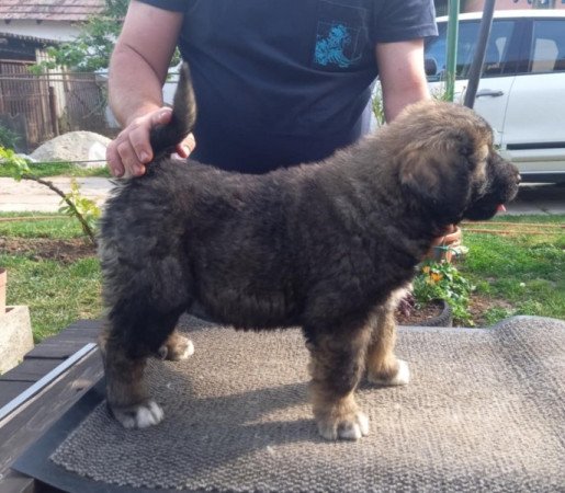 Kaukázusi juhászkutya