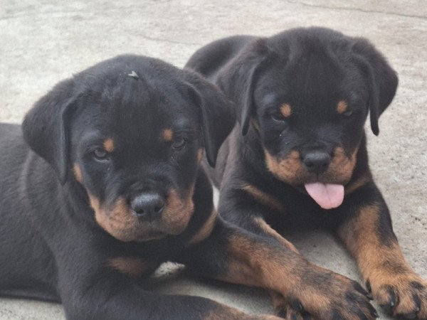 rottweiler