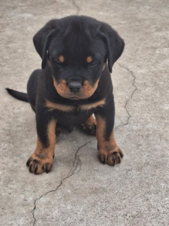 rottweiler