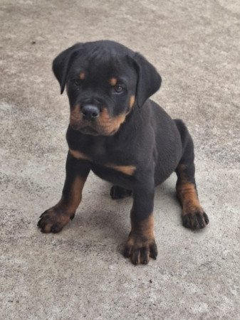rottweiler