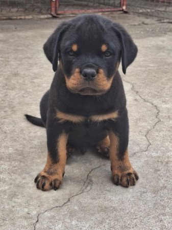 rottweiler