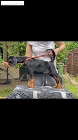 Eladó dobermann kölykök