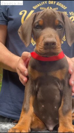 Eladó dobermann kölykök