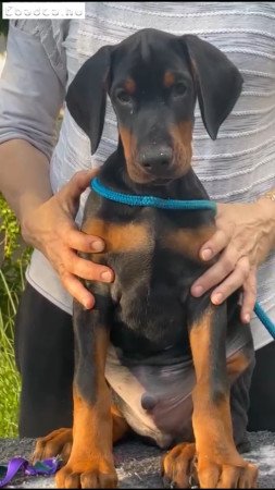 Eladó dobermann kölykök