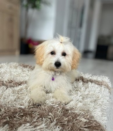 Máltai selyemkutya x törpe uszkár