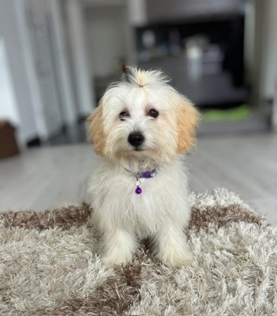 Máltai selyemkutya x törpe uszkár