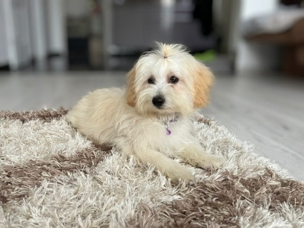 Máltai selyemkutya x törpe uszkár