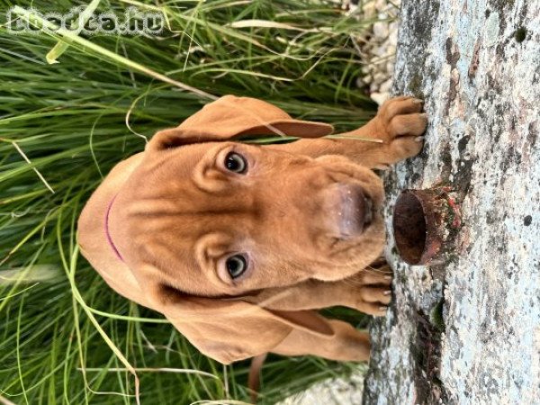 Magyar vizsla kiskutyák