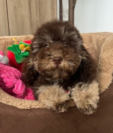 Toy uszkár x máltai selyemkutya