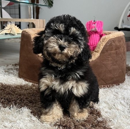 Toy uszkár x máltai selyemkutya