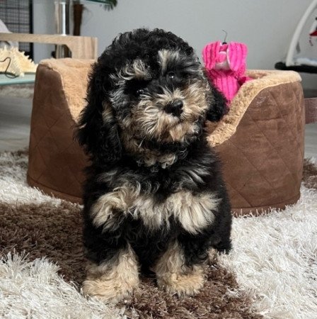 Toy uszkár x máltai selyemkutya