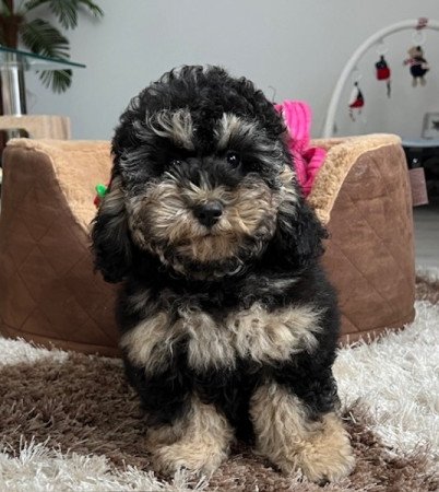 Toy uszkár x máltai selyemkutya