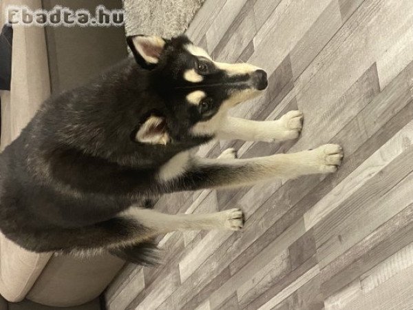 Loki, 11 hónapos szuka husky