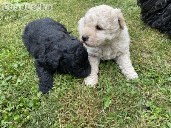 Fajtatiszta jellegű puli kutya eladó