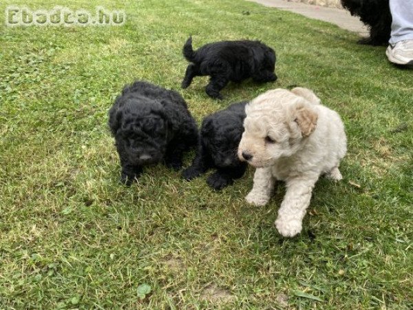 Fajtatiszta jellegű puli kutya eladó