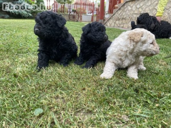 Fajtatiszta jellegű puli kutya eladó