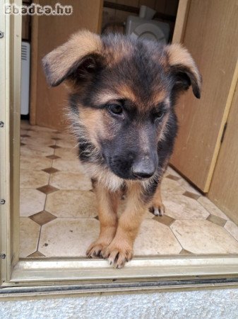Német juhász kiskutyák eladók