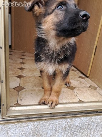 Német juhász kiskutyák eladók