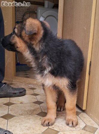 Német juhász kiskutyák eladók