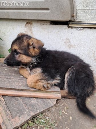 Német juhász kiskutyák eladók