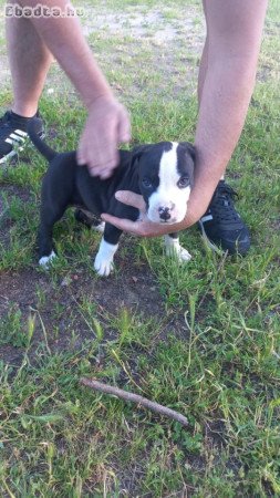 Eladó 2 db Staffordshire terrier kisfiú