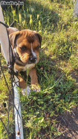 Eladó 2 db Staffordshire terrier kisfiú