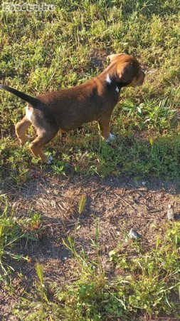 Eladó 2 db Staffordshire terrier kisfiú