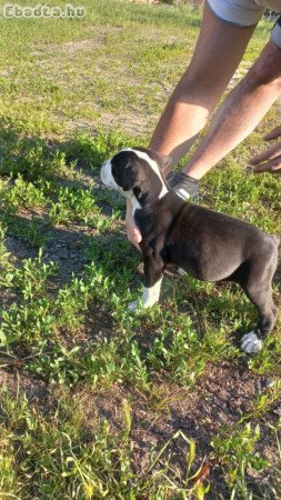 Eladó 2 db Staffordshire terrier kisfiú