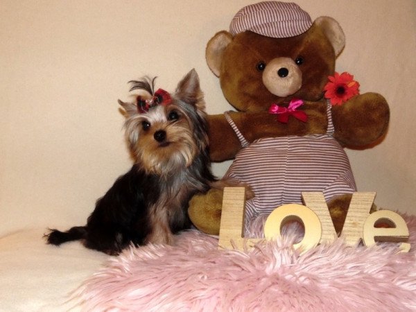 Yorkshire Terrier, Yorki