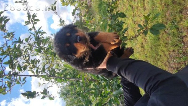 Rottweiler kiskutyák eladók
