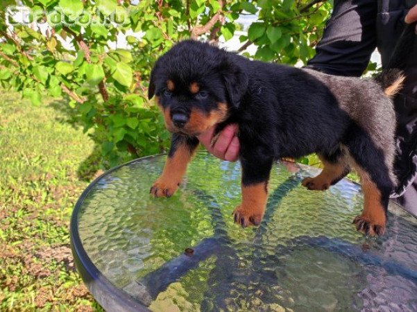 Rottweiler kiskutyák eladók