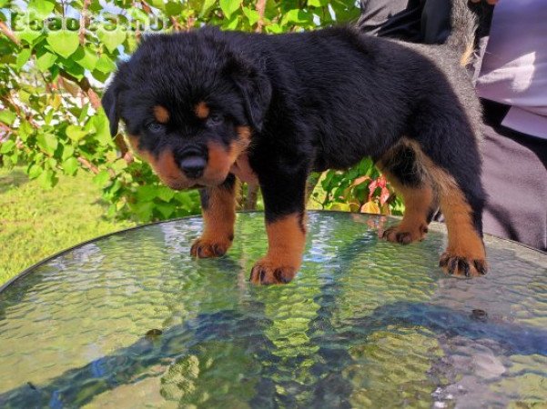 Rottweiler kiskutyák eladók