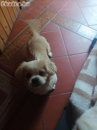 Pekingi palotapincsi kiskutya