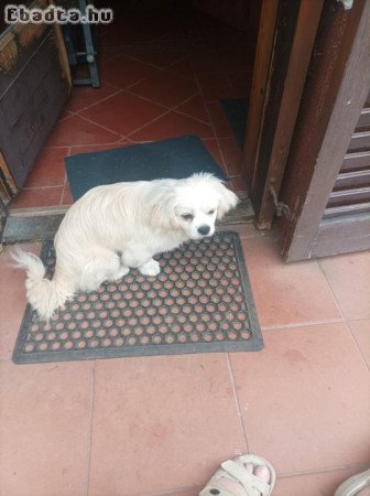 Pekingi palotapincsi kiskutya