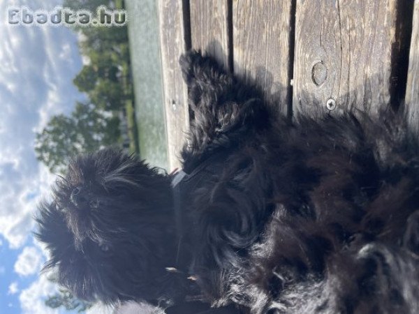 Szombathely, Bischon Havanese