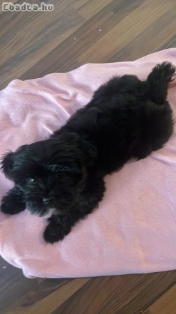 Szombathely, Bischon Havanese