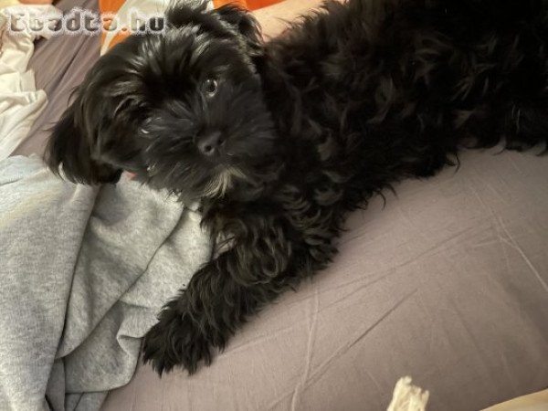 Szombathely, Bischon Havanese