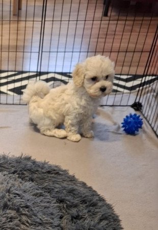 Maltipoo