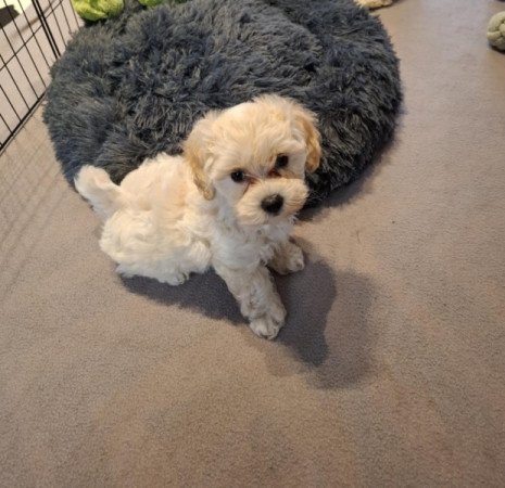 Maltipoo