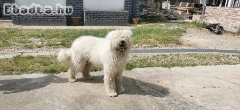 Ingyen elvihető 1 éves komondor kan kutya.