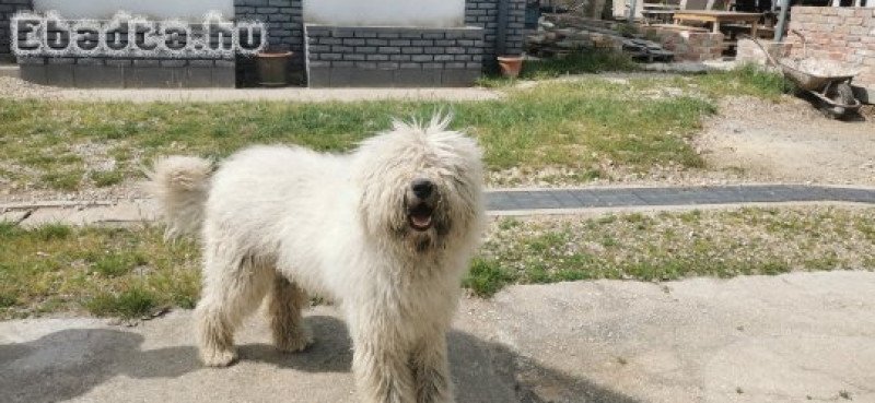 Ingyen elvihető 1 éves komondor kan kutya.