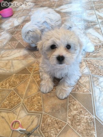 Máltai selyem jellegű kutyusok