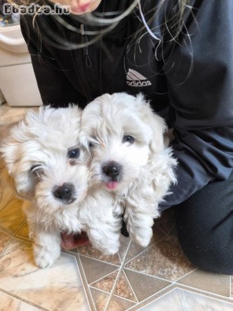 Máltai selyem jellegű kutyusok