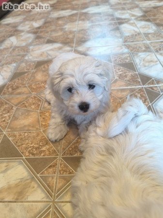 Máltai selyem jellegű kutyusok