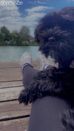 Szombathely, Bischon havanese