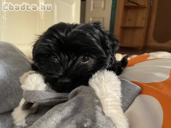 Szombathely, Bischon havanese