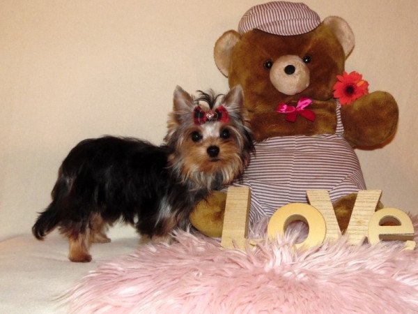 Yorkshire Terrier, Yorki