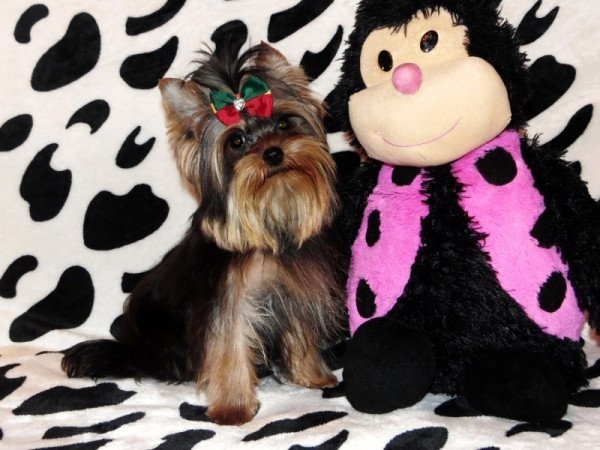 Yorkshire Terrier, Yorki